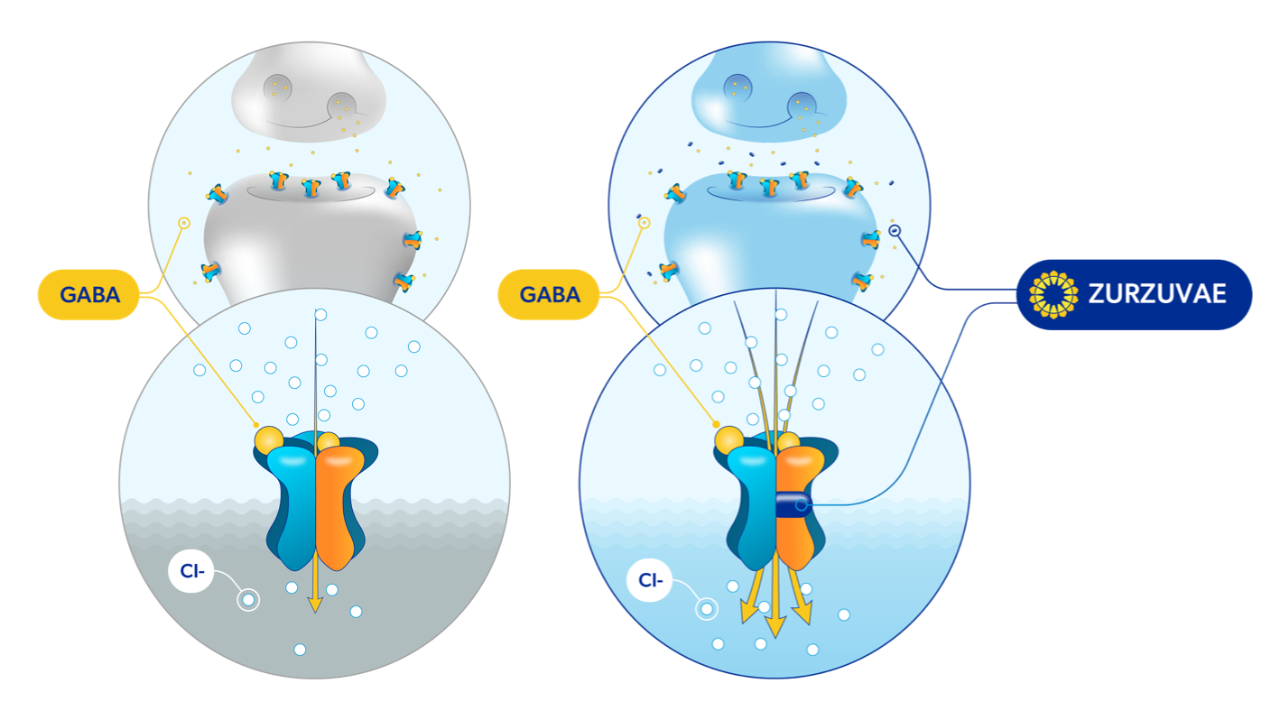 A synapse without ZURZUVAE and with ZURZUVAE, each showing a magnified synaptic/extrasynaptic receptor. 