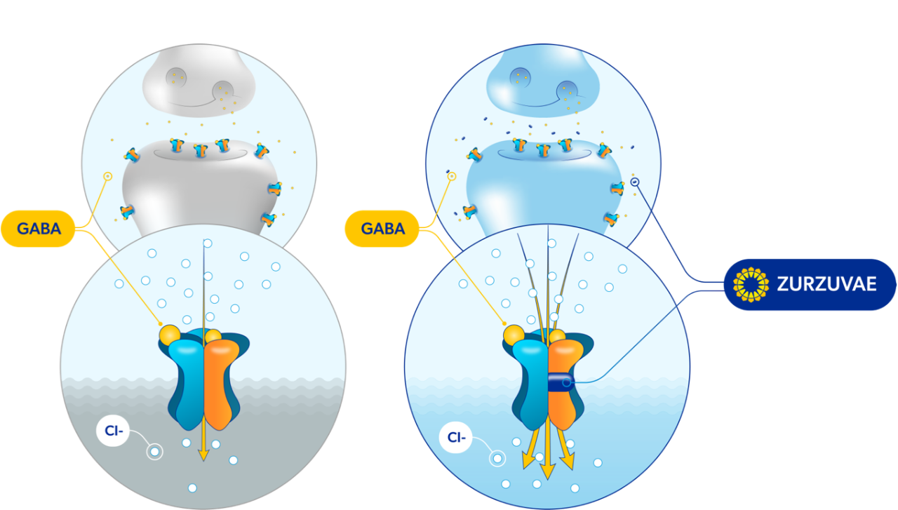 A synapse without ZURZUVAE and with ZURZUVAE, each showing a magnified synaptic/extrasynaptic receptor.