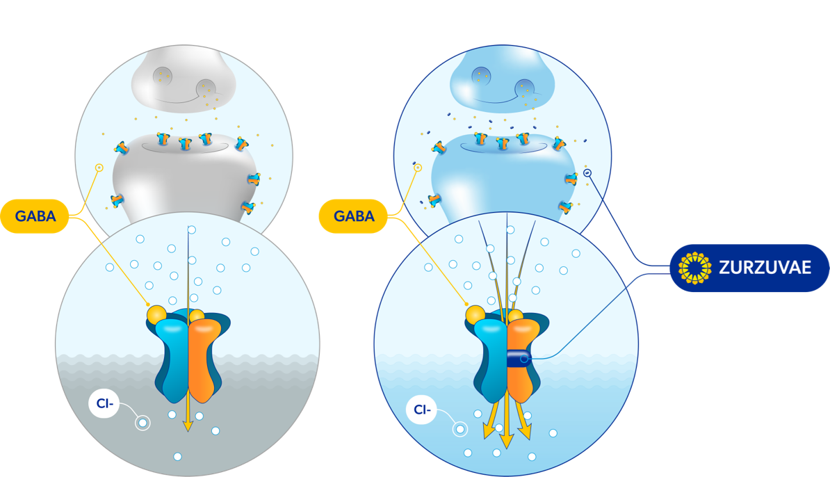 A synapse without ZURZUVAE and with ZURZUVAE, each showing a magnified synaptic/extrasynaptic receptor.